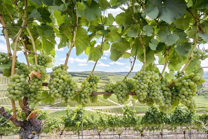 Private Customized Sonoma Valley Wine Tour — Tailored Winery Visits from Your Hotel