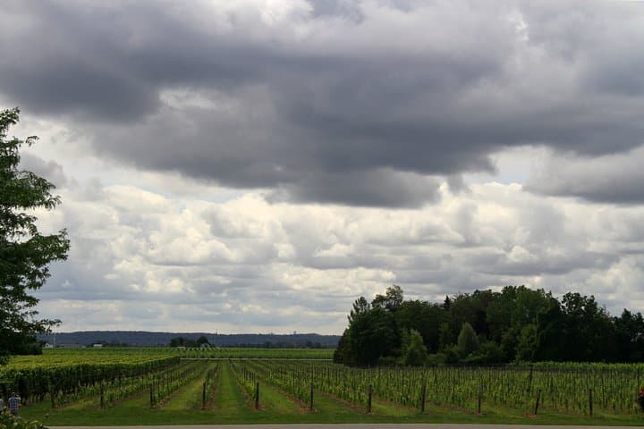 Private Napa & Sonoma Wine Tour — Custom 8–10 Hour Tasting from San Francisco photo 4