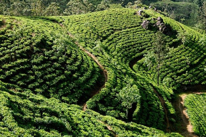 Classic Sri Lanka 7N/8D: Cultural Circuit from Colombo to Sigiriya photo 5