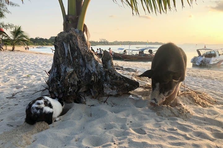 Koh Samui Speedboat Snorkel to Koh Tan & Koh Madsum — Day Trip photo 4