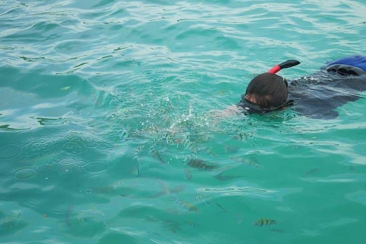 Snorkel Koh Taen & Koh Madsum (Pig Island) — Speedboat Day Trip From Koh Samui photo 3