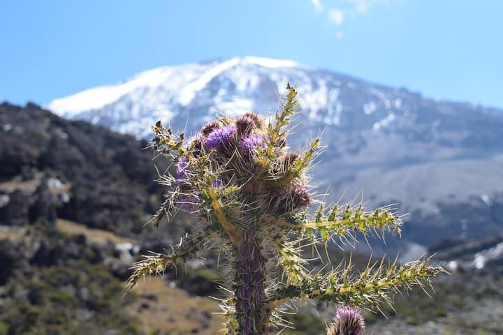 Machame Route 7-Day Kilimanjaro Climb: A Practical Guide to the Classic Ascent photo 5