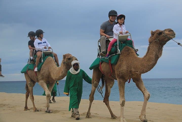 Cabo San Lucas Camel Ride: Beach & Desert Encounter with Tequila Tasting photo 6