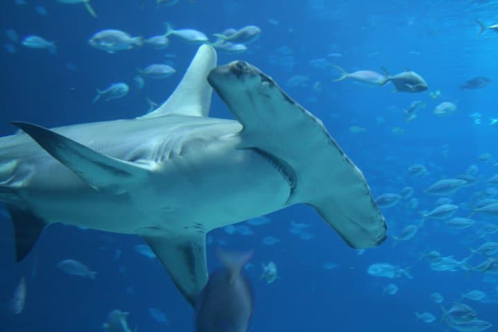 Hammerhead Sharks in the Hauraki Gulf: Full-Day Scuba Dive Charter from Warkworth photo 5