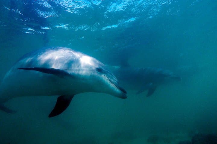 Hammerhead Sharks in the Hauraki Gulf: Full-Day Scuba Dive Charter from Warkworth photo 6