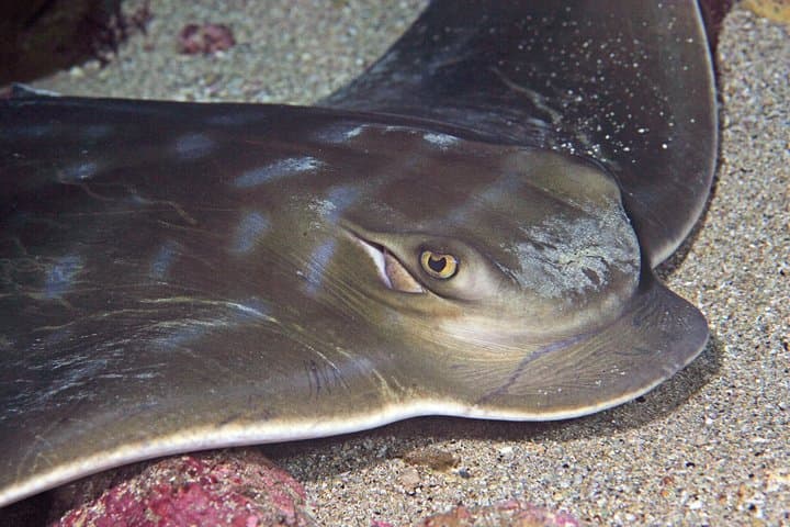 Hammerhead Sharks in the Hauraki Gulf: Full-Day Scuba Dive Charter from Warkworth photo 4