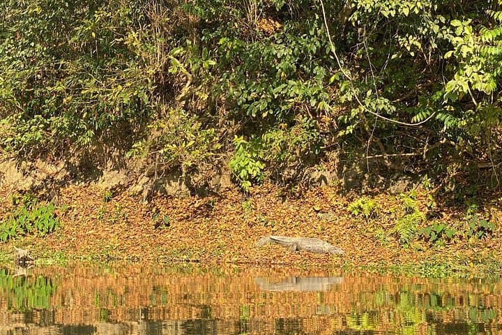 1-Night 2-Day Chitwan Jungle Safari — Jeep Safaris & Birdwatching from Kathmandu or Pokhara photo 2