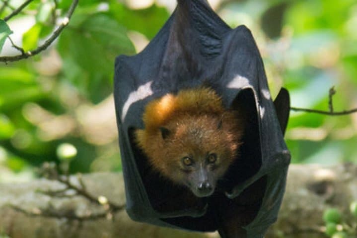Pemba Flying Fox Forest: Kidike Sanctuary Bat Walk on Pemba Island