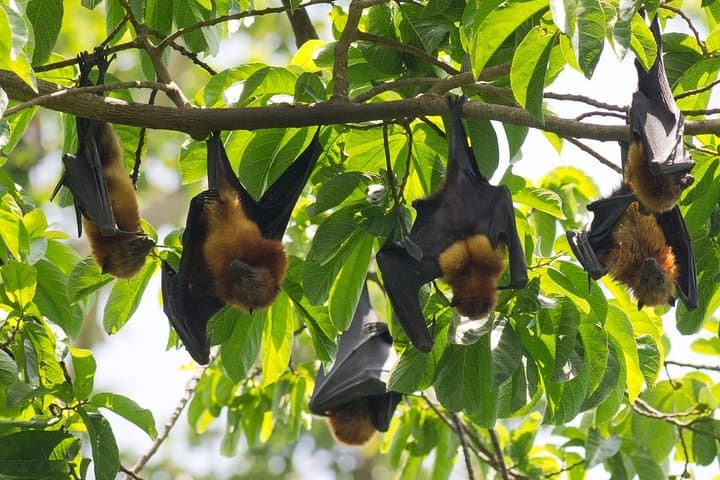 Pemba Flying Fox Forest: Kidike Sanctuary Bat Walk on Pemba Island photo 2