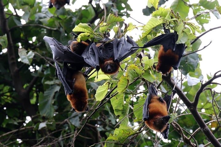 Pemba Flying Fox Forest: Kidike Sanctuary Bat Walk on Pemba Island photo 3