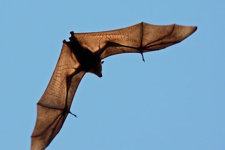 Pemba Flying Fox Forest: Kidike Sanctuary Bat Walk on Pemba Island photo 4