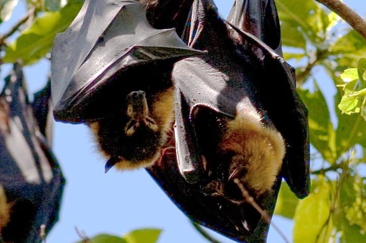 Pemba Flying Fox Forest: Kidike Sanctuary Bat Walk on Pemba Island photo 5