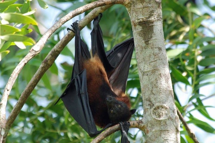 Pemba Flying Fox Forest: Kidike Sanctuary Bat Walk on Pemba Island photo 6