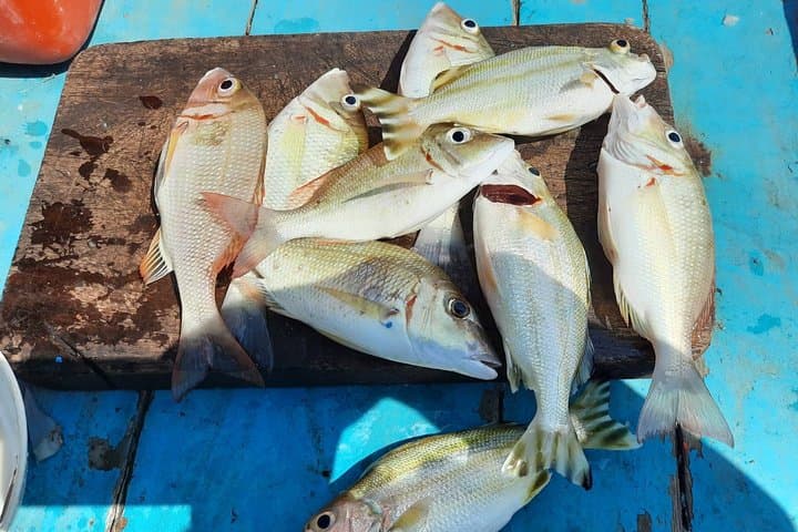 Big-Game Fishing & Snorkel Day Trip to Koh Tan from Koh Samui photo 5
