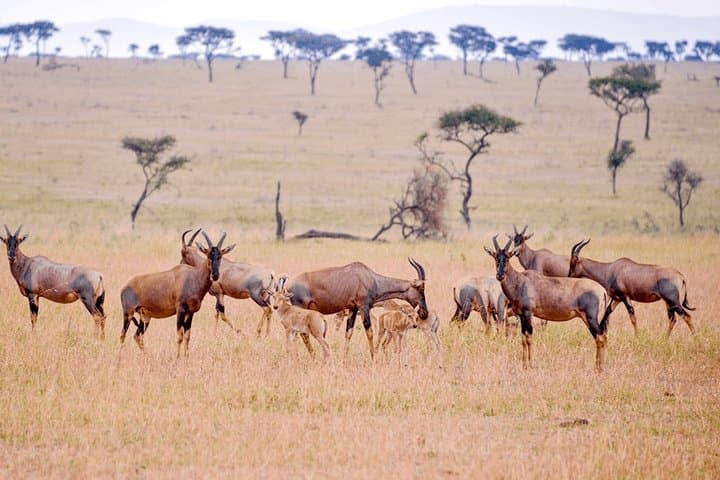 3-Day Nyerere National Park Lodge Safari — Selous Wildlife Experience photo 2