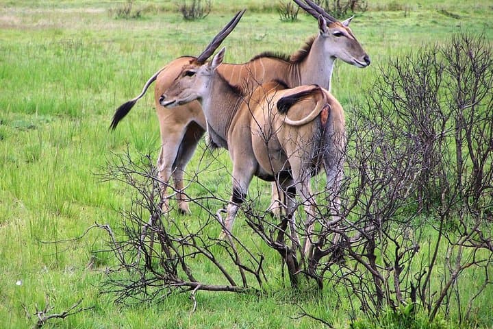 3-Day Nyerere National Park Lodge Safari — Selous Wildlife Experience photo 5