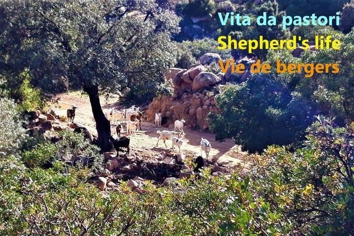 Ogliastra Blue Zone Walk and Natural Pools Swim photo 6