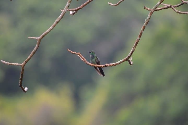 Full-Day Minca Coffee, Cocoa & Waterfalls Tour from Santa Marta photo 5