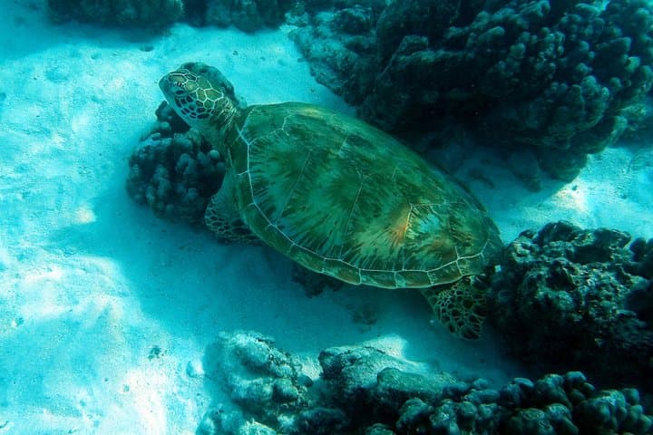 Transparent Kayak Moorea Lagoon Tour: See Sharks, Rays & Coral Gardens photo 2