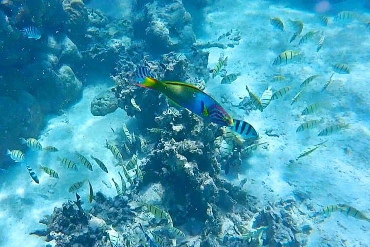 Muri Lagoon Half-Day Snorkel & BBQ Cruise — Glass-Bottom Boat Experience in Rarotonga photo 2