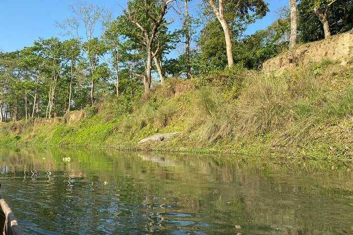 Chitwan Jungle Safari with Overnight Stay — 2-Day Wildlife & Birdwatching in Sauraha photo 3