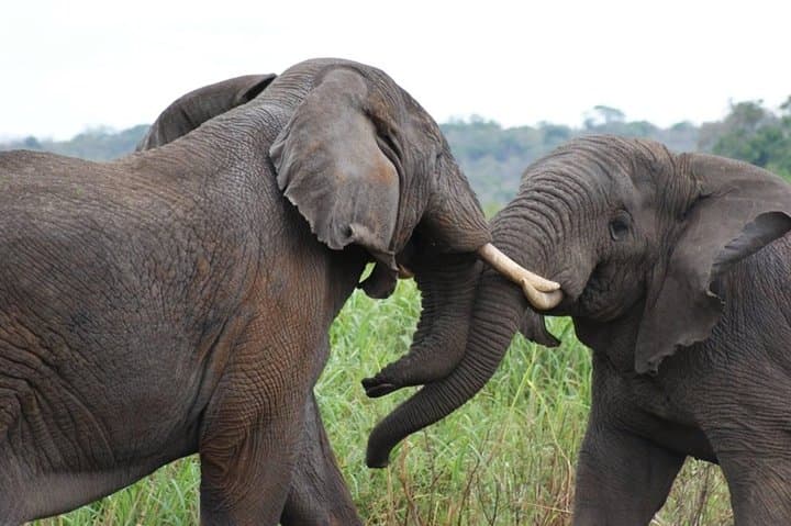 Akagera Day Safari & Lake Ihema Boat Trip: Big Five Game Drive from Kigali photo 5