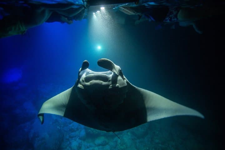 Night Manta Ray Snorkel Experience in Kona — Keauhou Bay Adventure photo 5