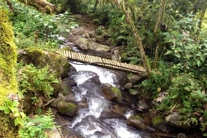5-Day Traditional Coffee Zone: Cocora Valley, Salento & Thermal Pools photo 5