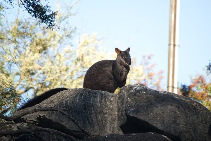 Explorers' Discovery Tour: NSW Goldfields, Mudgee Wine & Wollemi Wildlife photo 5