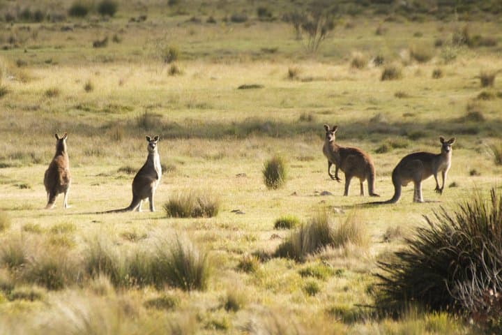 Explorers' Discovery Tour: NSW Goldfields, Mudgee Wine & Wollemi Wildlife photo 6