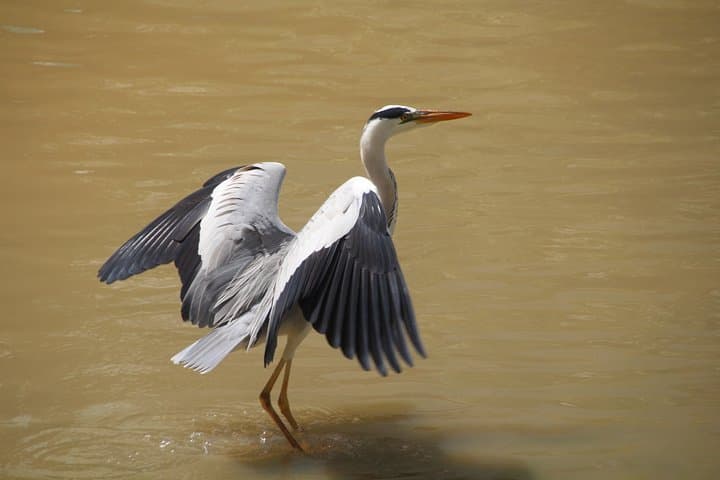 Cycle Singapore's Northeastern Greenways: Punggol to Pasir Ris Wildlife Ride photo 6