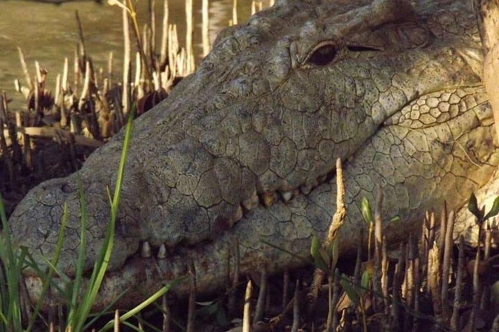 Isimangaliso-wetlands-cape-vidal-and-st-lucia-boat-cruise photo 2