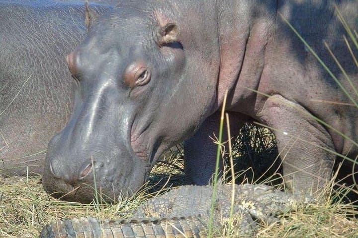 Isimangaliso-wetlands-cape-vidal-and-st-lucia-boat-cruise