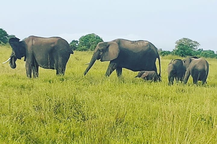 Lake Manyara Day Safari from Arusha — Forested Drives, Birdlife & Big Game photo 6