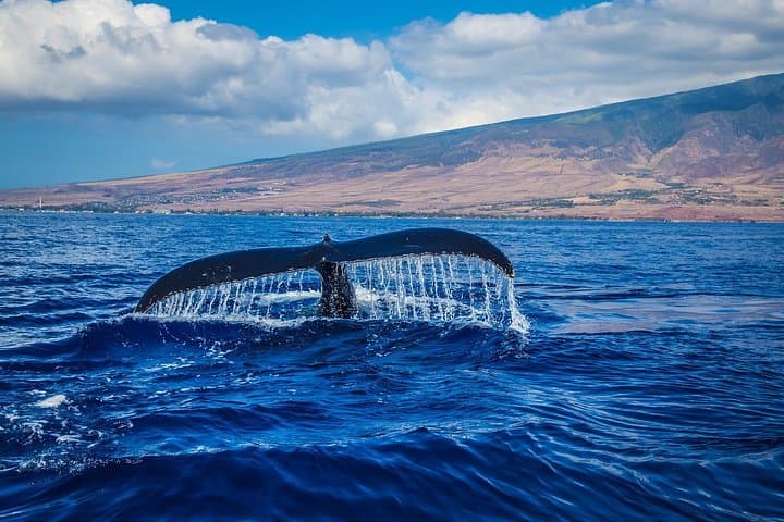 Strait of Gibraltar Whale Watching: Tarifa Boat Trips to See Dolphins & Whales