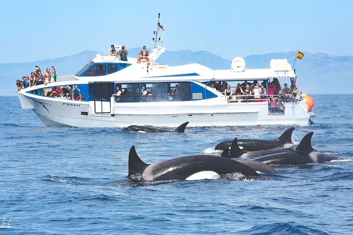 Strait of Gibraltar Whale Watching: Tarifa Boat Trips to See Dolphins & Whales photo 2