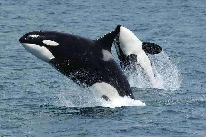 Strait of Gibraltar Whale Watching: Tarifa Boat Trips to See Dolphins & Whales photo 3