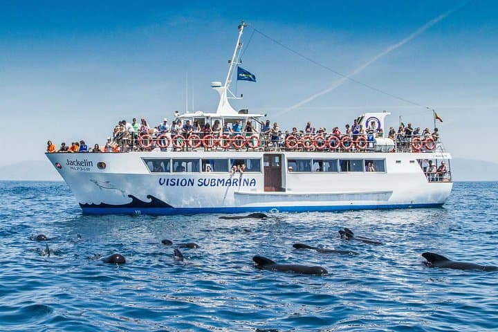 Strait of Gibraltar Whale Watching: Tarifa Boat Trips to See Dolphins & Whales photo 4