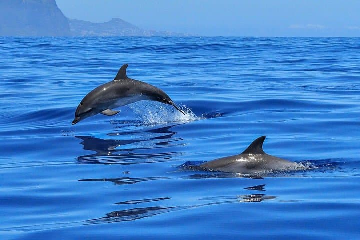Strait of Gibraltar Whale Watching: Tarifa Boat Trips to See Dolphins & Whales photo 5