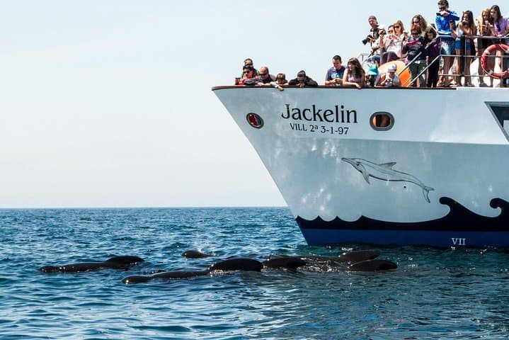 Strait of Gibraltar Whale Watching: Tarifa Boat Trips to See Dolphins & Whales photo 6