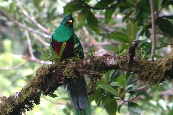 Private Monteverde Natural History Walk: Guided Cloud Forest Experience photo 2