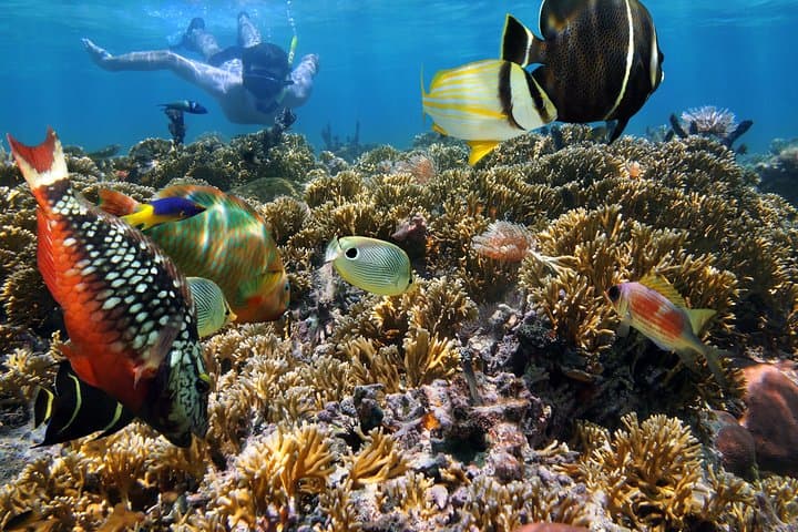 Hanauma Bay Snorkeling from Waikiki: Best Times, Tips & What to Expect photo 4