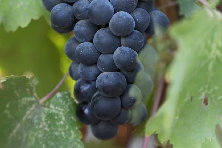 Private Napa Valley Wine Tasting Tour: Custom 6–14 Passenger Sprinter Experience photo 2