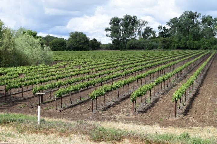 Private Sonoma & Napa Wine Tour: 8–10 Hour Custom Tasting Day photo 2
