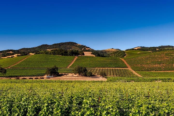 Private Sonoma & Napa Wine Tour: 8–10 Hour Custom Tasting Day photo 4