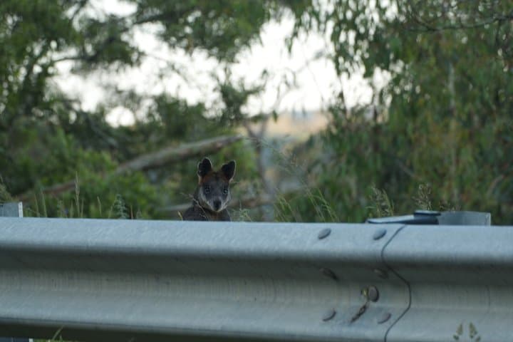 Blue Mountains to Jervis Bay: 4-Day Private Rediscovery Tour of NSW photo 5