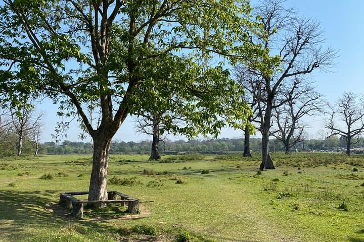 Chitwan Jungle Nature Walk: Guided Safari Through the Terai Forests
