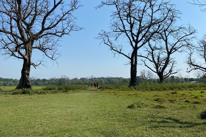 Chitwan Jungle Nature Walk: Guided Safari Through the Terai Forests photo 2