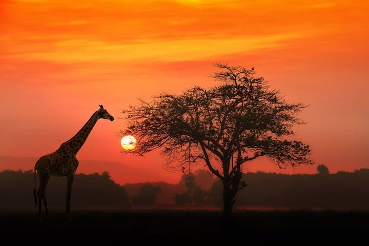 4-Day Camping Safari — Serengeti, Ngorongoro & Tarangire Wildlife Adventure
