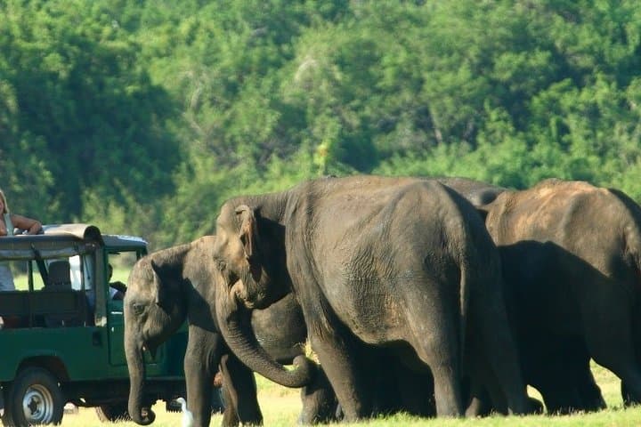 Sri Lanka Uncovered: 10-Day Cultural, Wildlife & Train Adventure photo 5